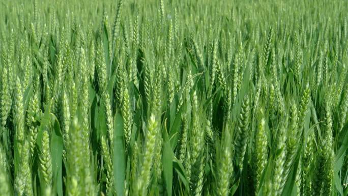 灌浆期的小麦1