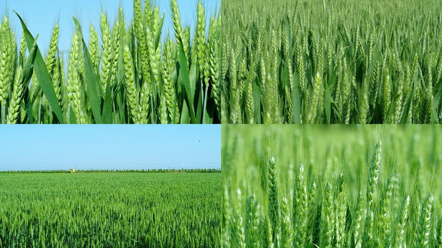 灌浆期的小麦1