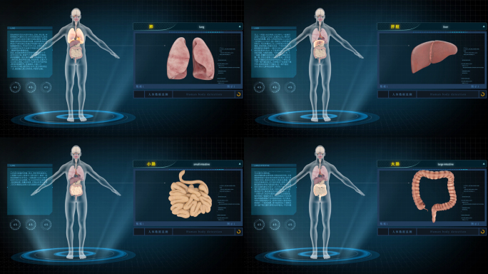 人体器官单独扫描
