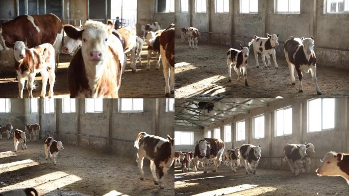 牛犊奔跑高速摄影视频