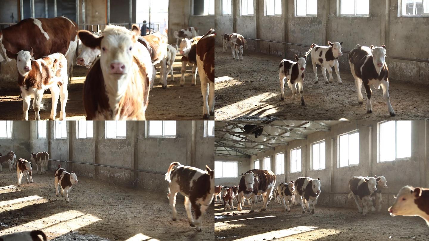 牛犊奔跑高速摄影视频