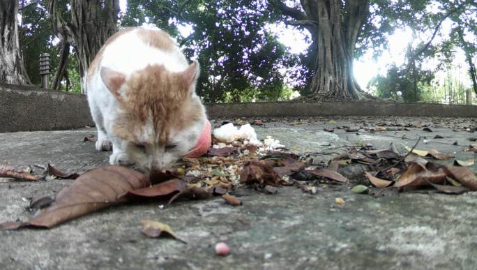 红外线守猎相机镜头下的流浪猫