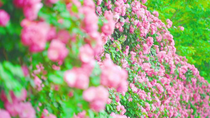 4K原创 蔷薇花开 春天 玫瑰鲜花花开