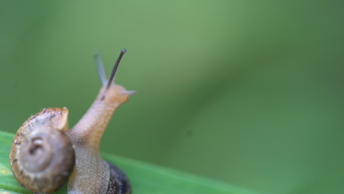 春天小动物蜗牛特写绿色背景
