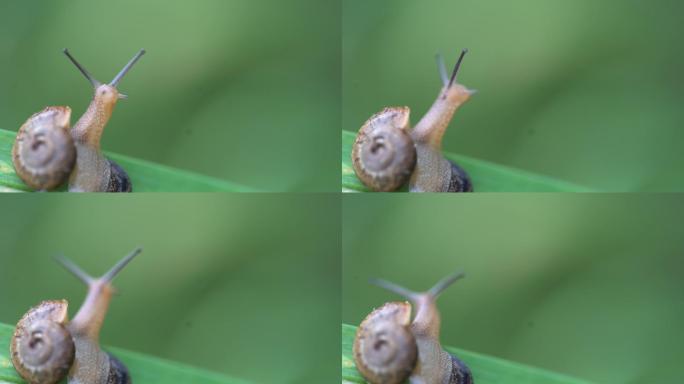 春天小动物蜗牛特写绿色背景