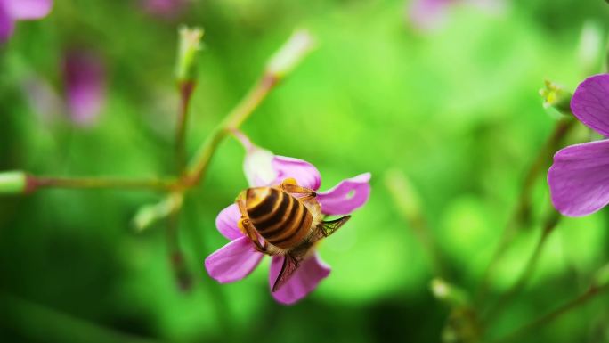 蜜蜂采蜜红花酢浆草