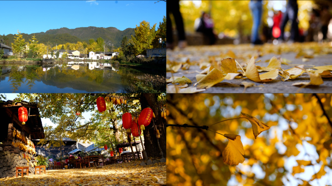 腾冲银杏村旅游