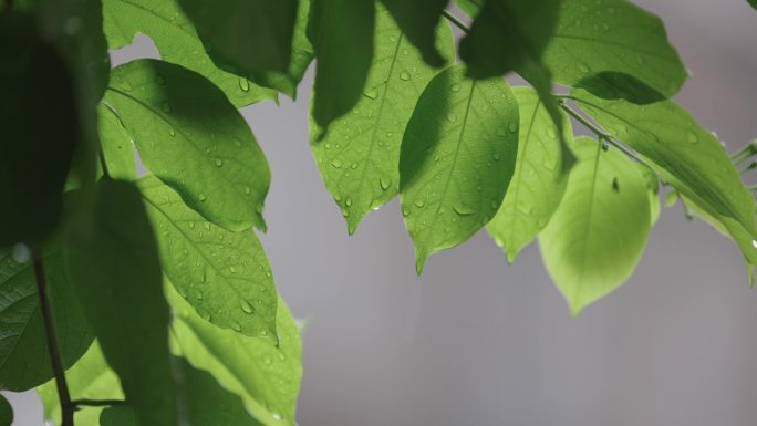 雨中树叶11