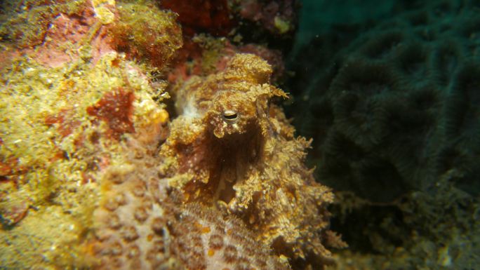 幼鱼礁章鱼礁石