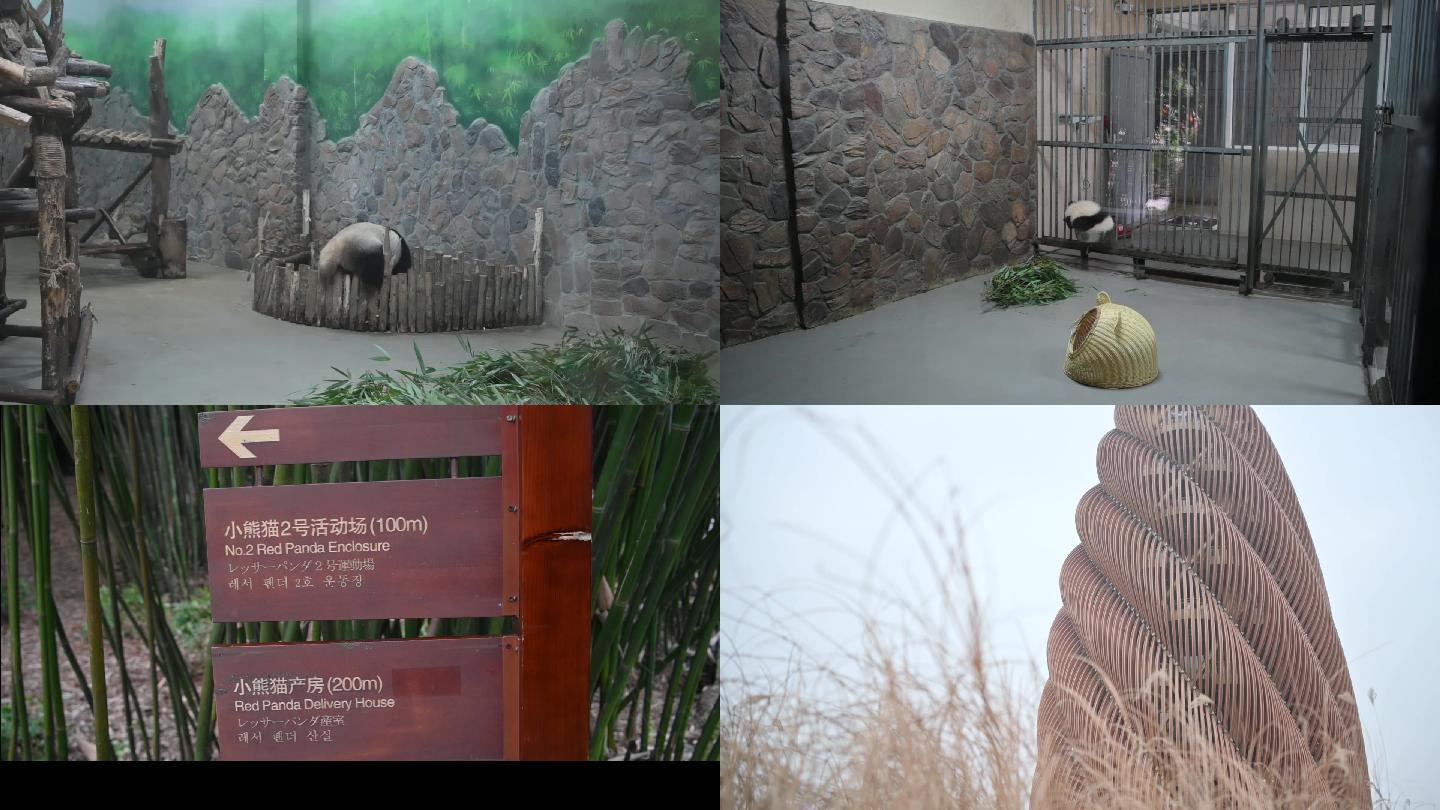 成都著名景点-大熊猫繁育研究基地