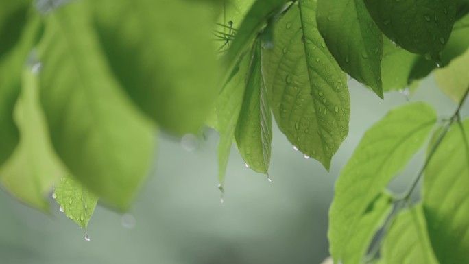 雨中树叶15