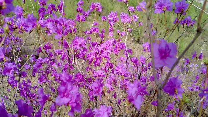 杜鹃花开映山红