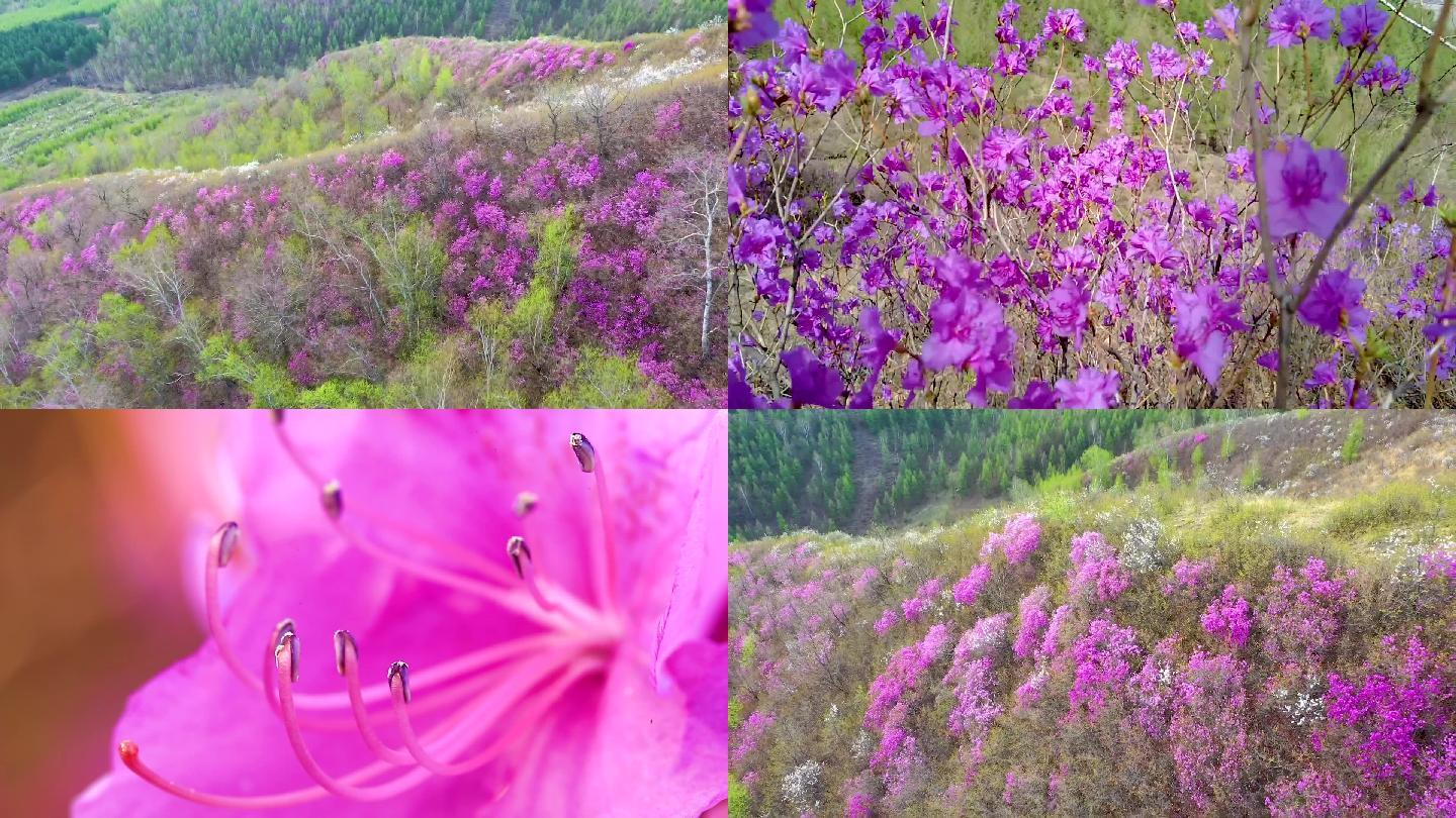 杜鹃花开映山红