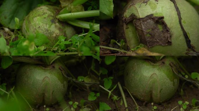 阜阳萝卜 畸形萝卜010