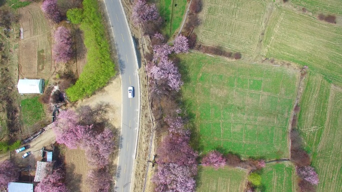 桃花，林芝，西藏桃花园航拍