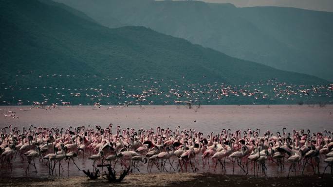 粉色的火烈鸟湖