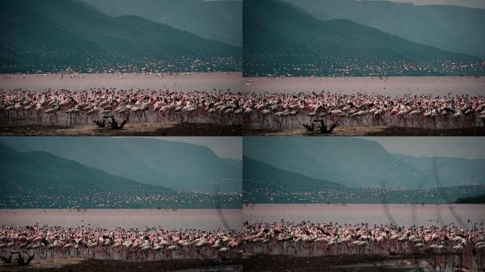 粉色的火烈鸟湖