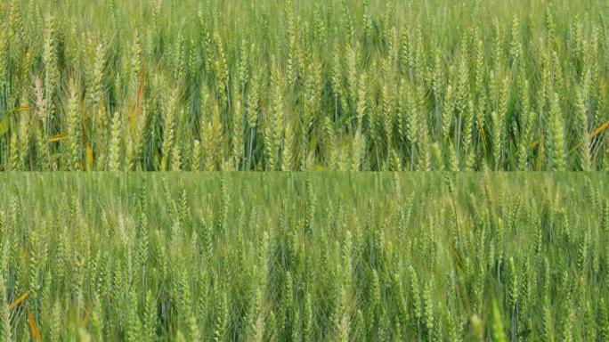 初夏麦田里快要成熟的麦子小麦