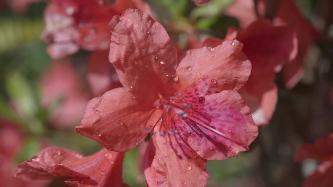 野生杜鹃花