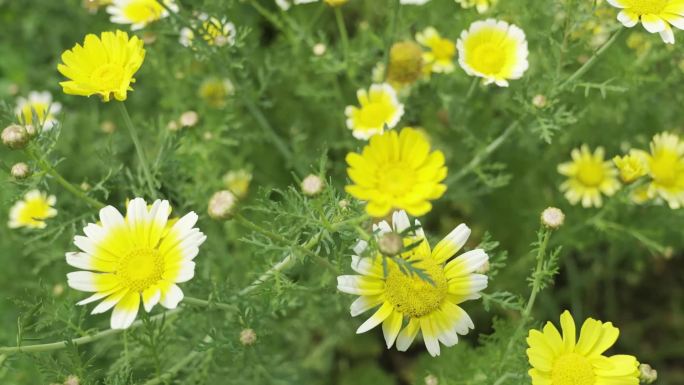 鬼针草、小黄花