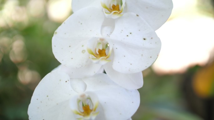 泰国的兰花鲜花花朵白花