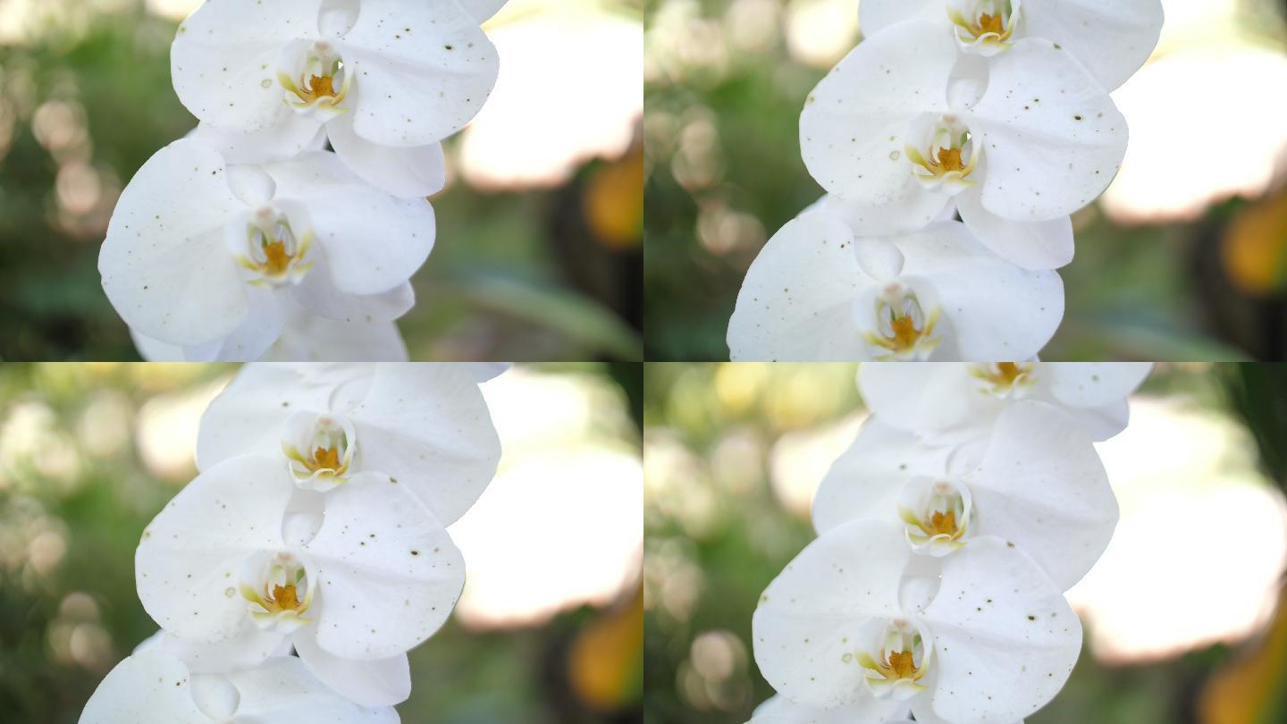 泰国的兰花鲜花花朵白花