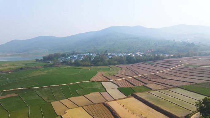 【三花航拍】版纳五彩稻田茶山拉近