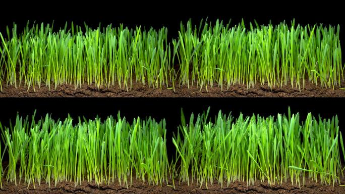 种子发芽 植物生长 麦子生长 破土而出