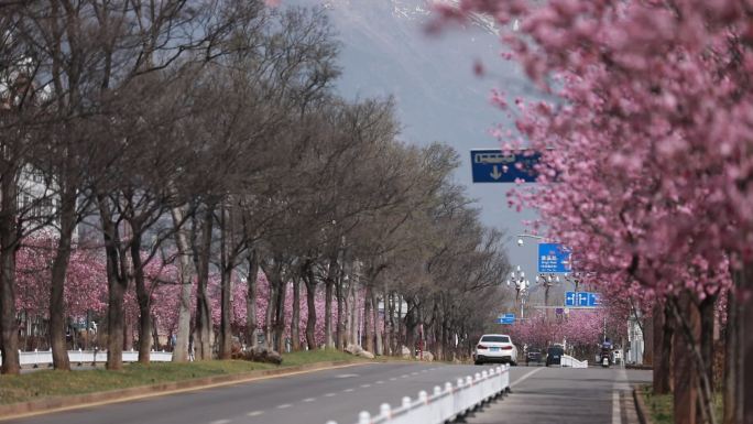 丽江樱花