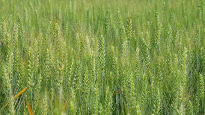 麦田里快要成熟的麦子小麦