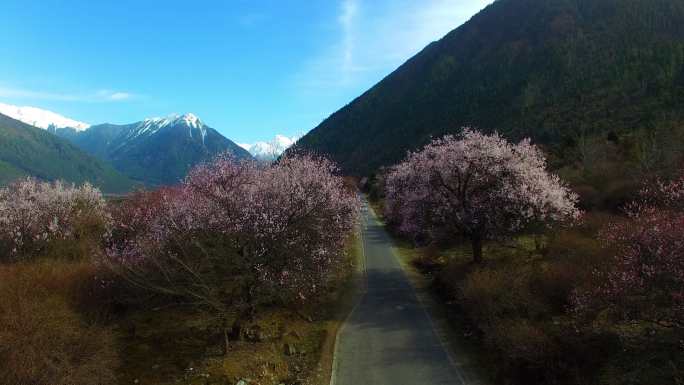 桃花，林芝，西藏雪山著名景区生态自然