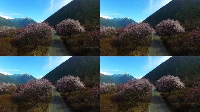 桃花，林芝，西藏雪山著名景区生态自然