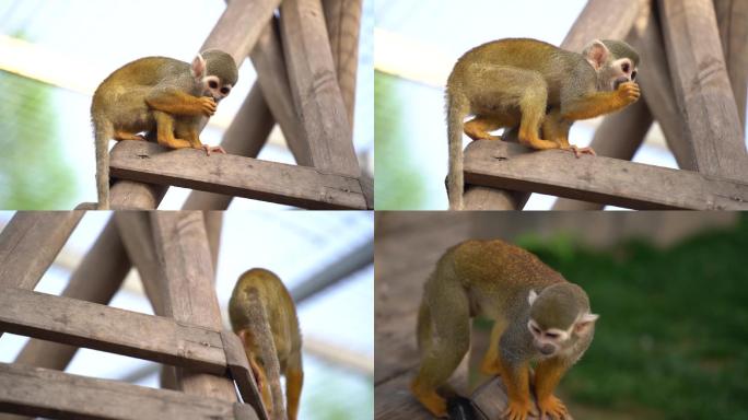 猴子松鼠猴动物园