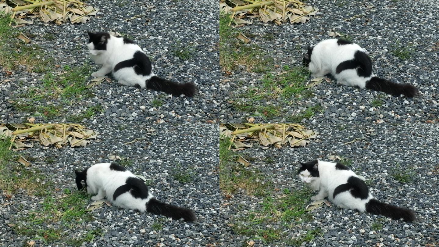 家猫在花园里吃草猫咪
