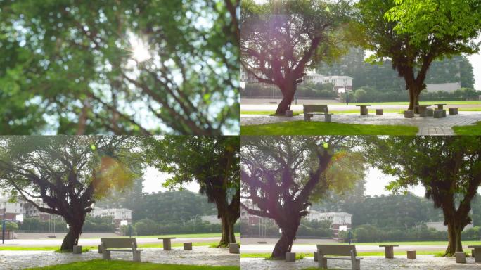 阳光树木空镜