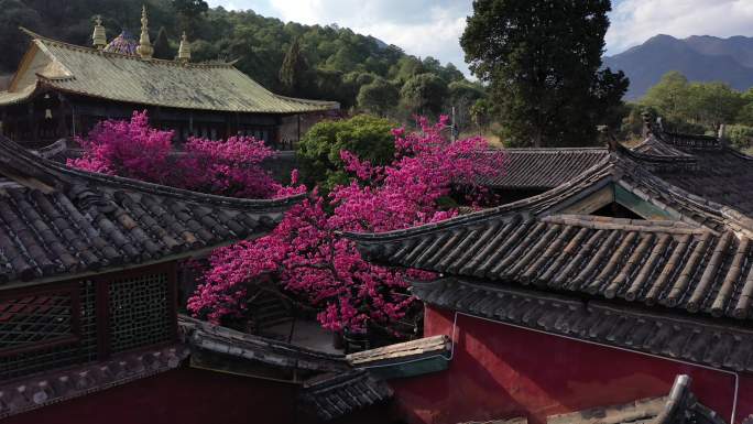 丽江普济寺海棠花航拍