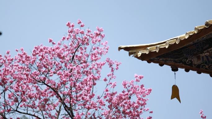 丽江普济寺樱花