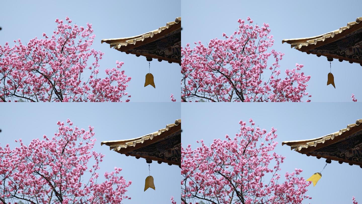 丽江普济寺樱花