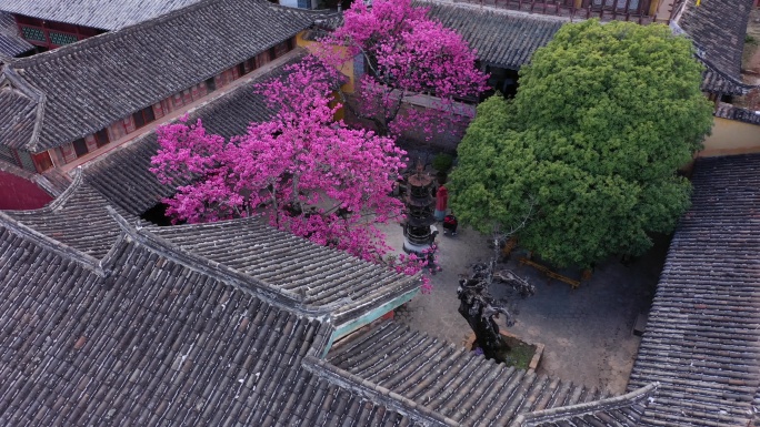 丽江普济寺海棠花航拍