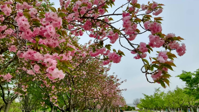 公园里绽放的粉红樱花