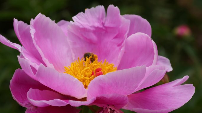 蜜蜂在花间采蜜忙碌牡丹花蕊