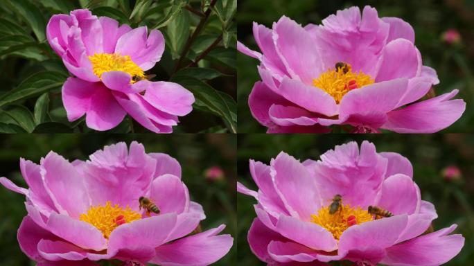 蜜蜂在花间采蜜忙碌牡丹花蕊