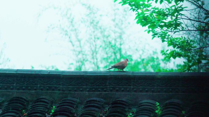 雨中孤独淋雨的鸟