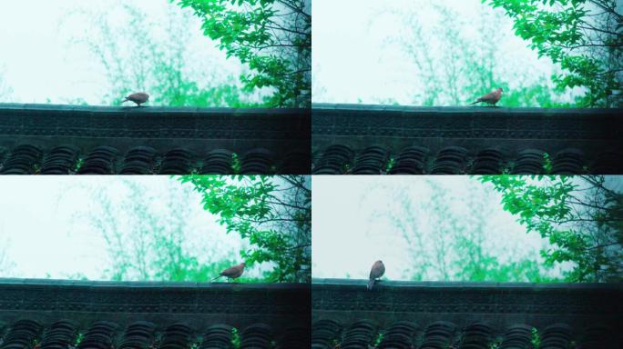 雨中孤独淋雨的鸟