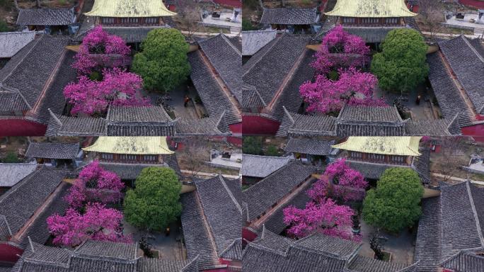 丽江普济寺海棠花航拍