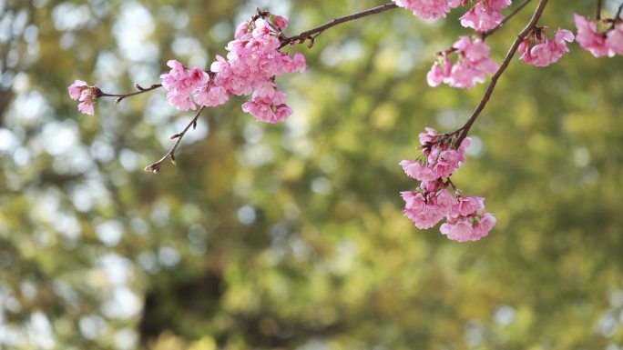 丽江樱花