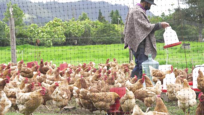 农场主一边整理鸡舍，一边清洗饮水槽，一边戴口罩以避免新冠肺炎