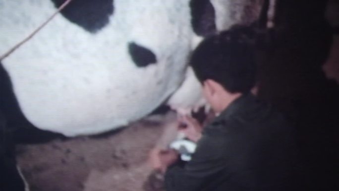 八十年代养奶牛专业户