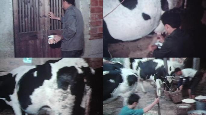 八十年代养奶牛专业户