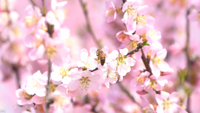 蜜蜂采蜜桃花开了桃花林花丛小鸟枝头嬉戏